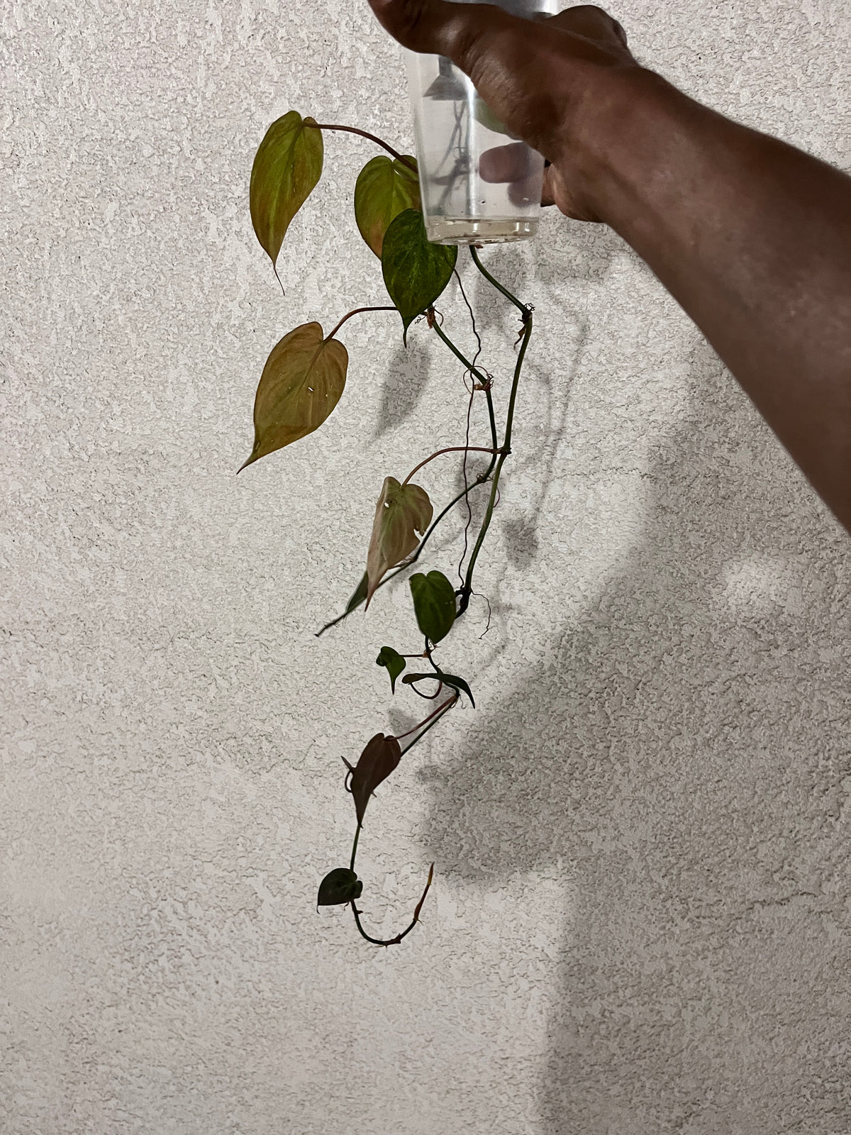 Philodendron Micans Pink Mint Variegated — Single Plant (2’+) | *Grower’s Choice*