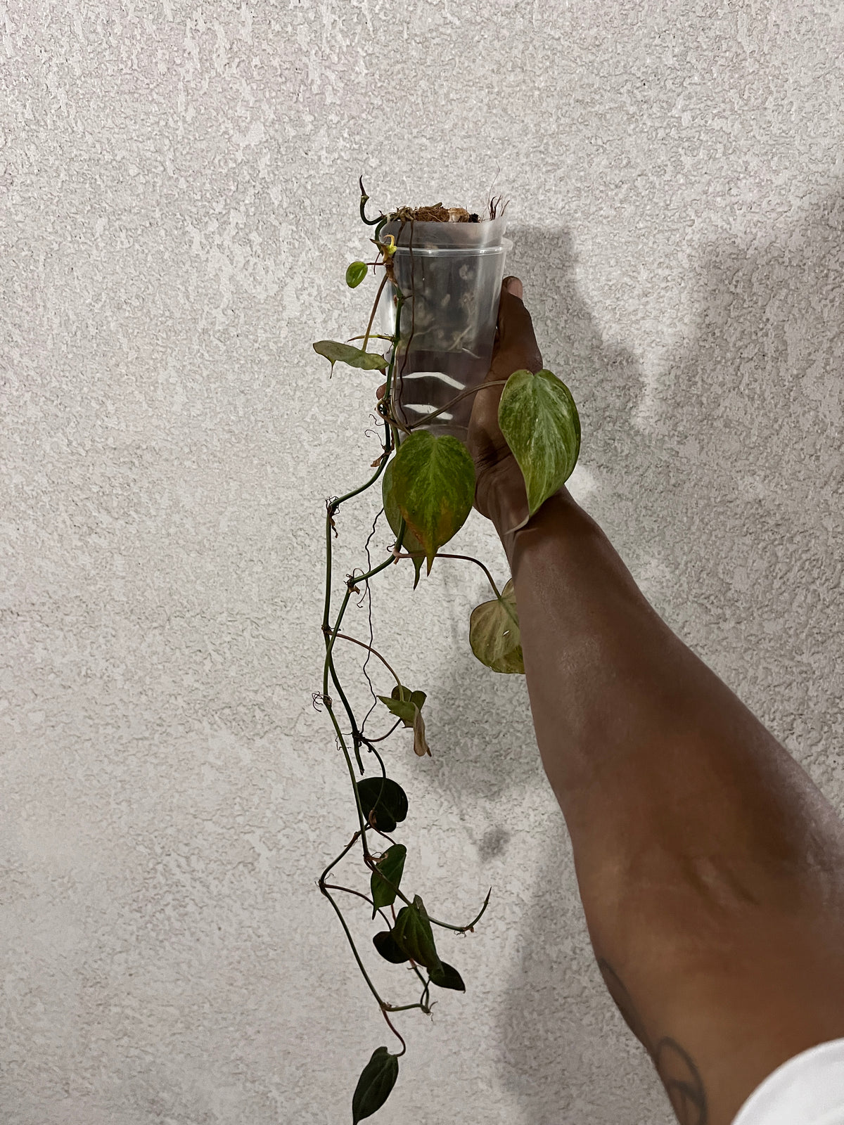 Philodendron Micans Pink Mint Variegated — Single Plant (2’+) | *Grower’s Choice*