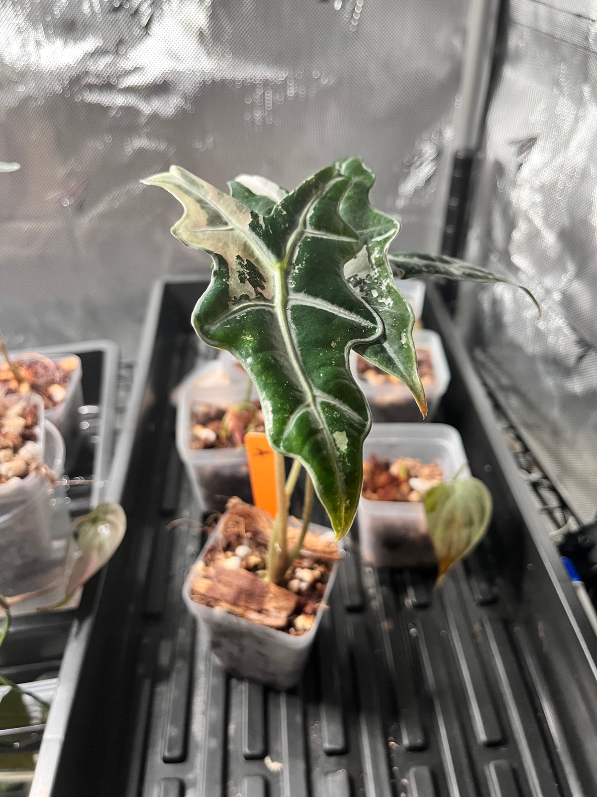 Alocasia Nobilis Pink Variegated (K Version) — *Grower’s Choice*
