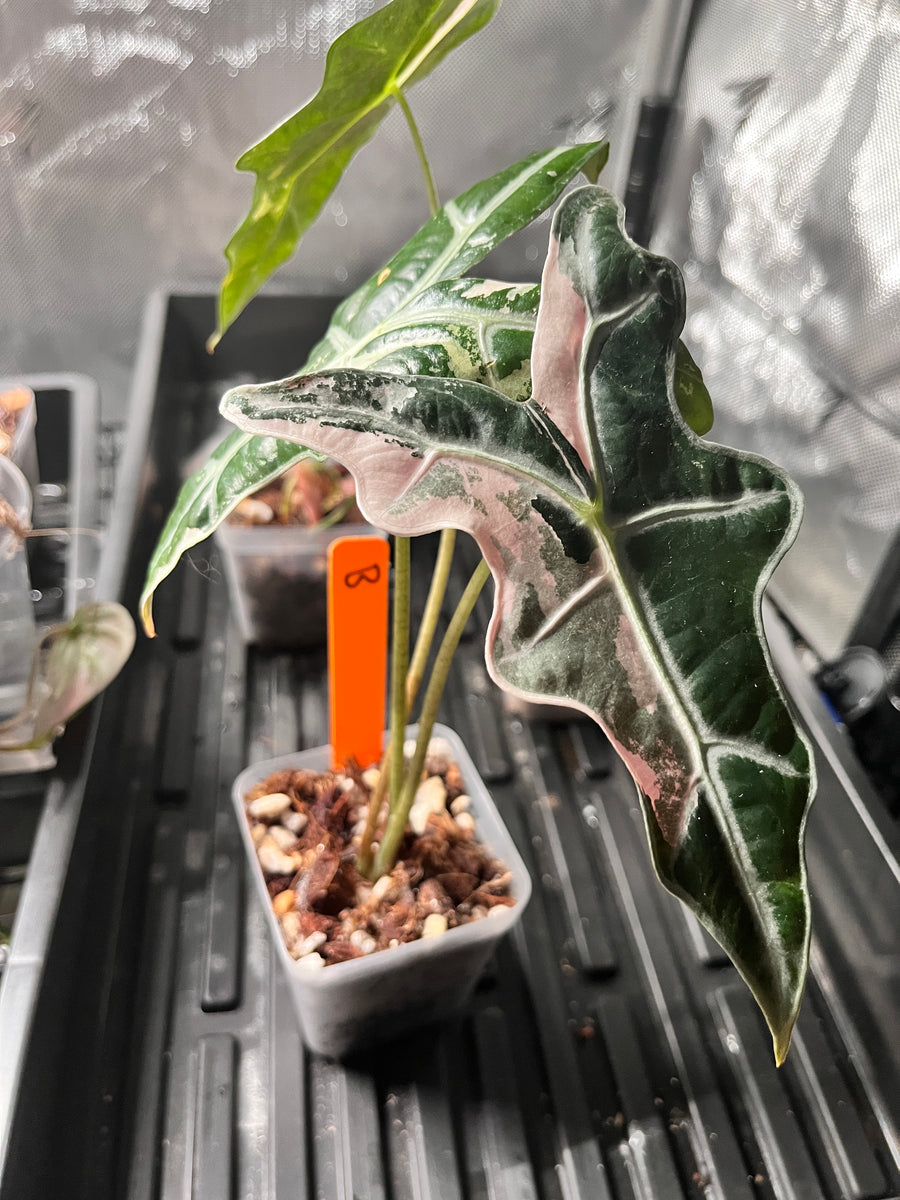 Alocasia Nobilis Pink Variegated (K Version) — *Grower’s Choice*