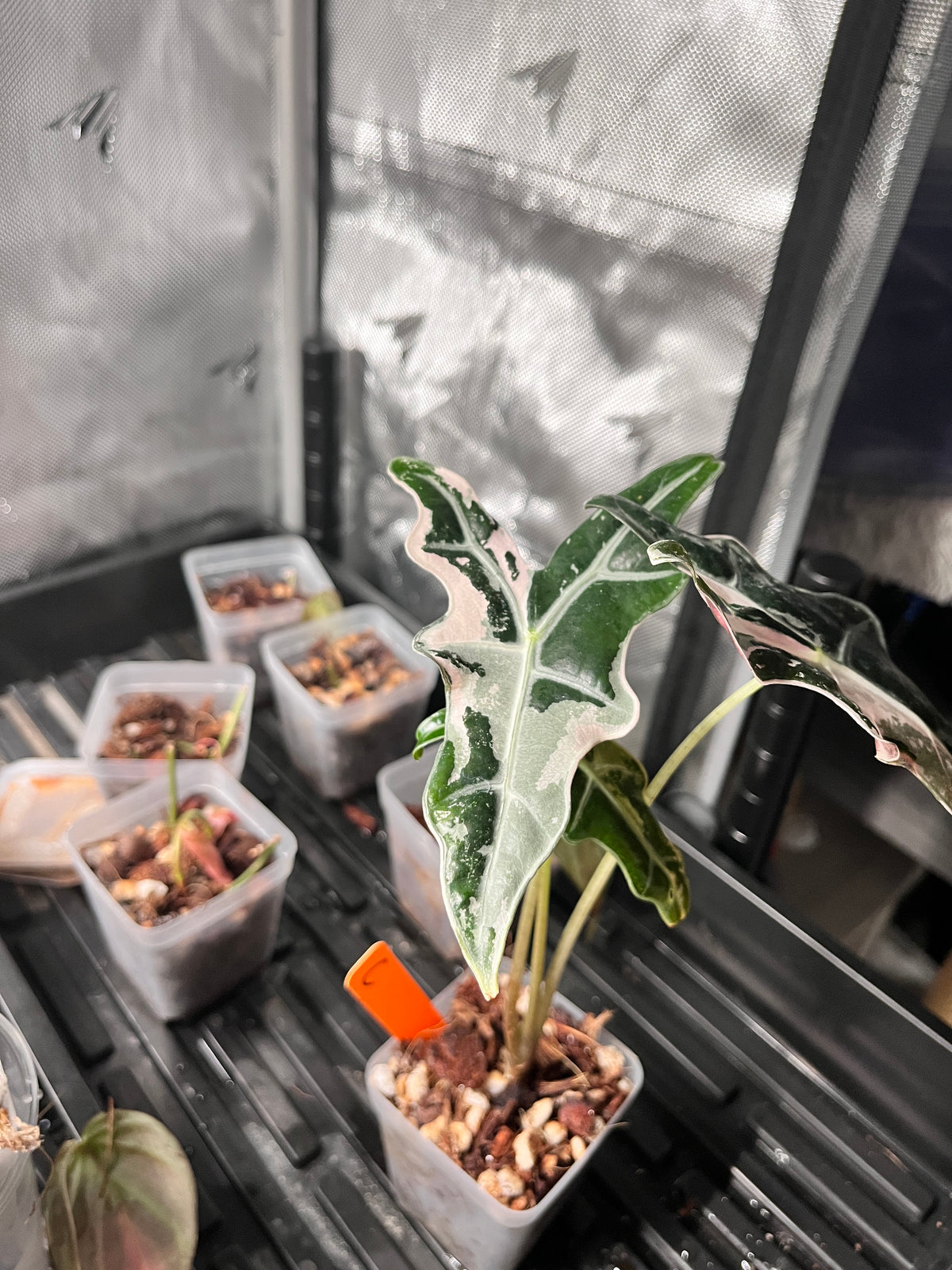 Alocasia Nobilis Pink Variegated (K Version) — *Grower’s Choice*