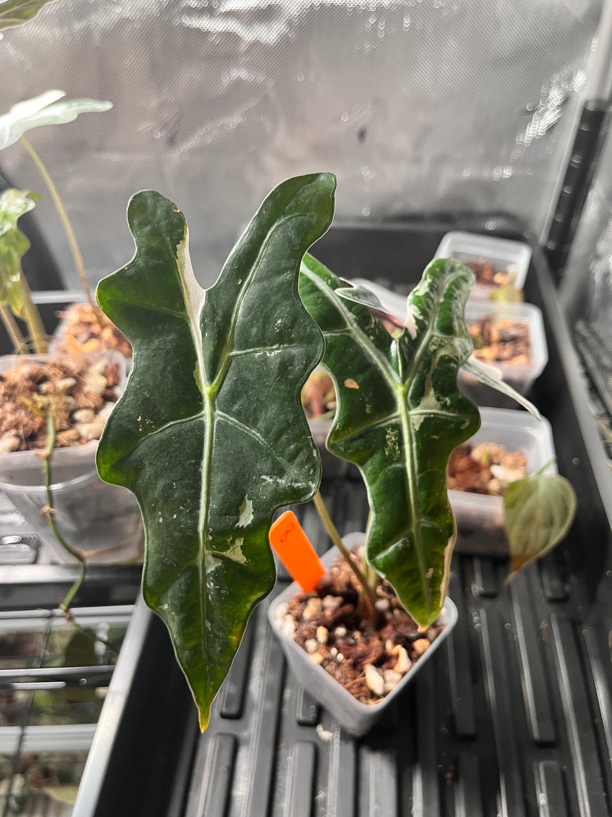 Alocasia Nobilis Pink Variegated (K Version) — *Grower’s Choice*
