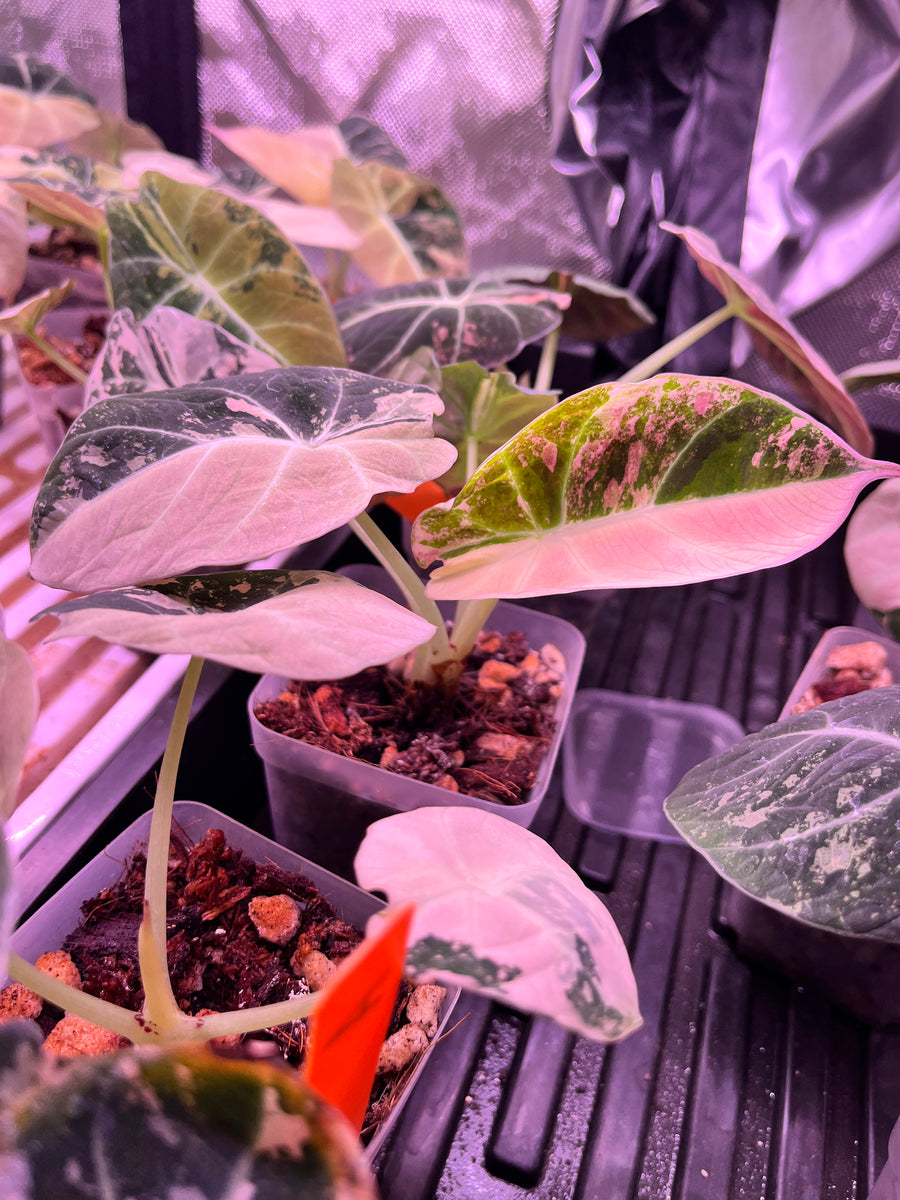 Alocasia Black Velvet Pink*Grower’s Choice